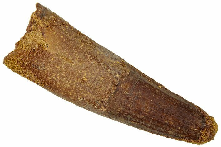 Fossil Spinosaurus Tooth - Real Dinosaur Tooth #312943